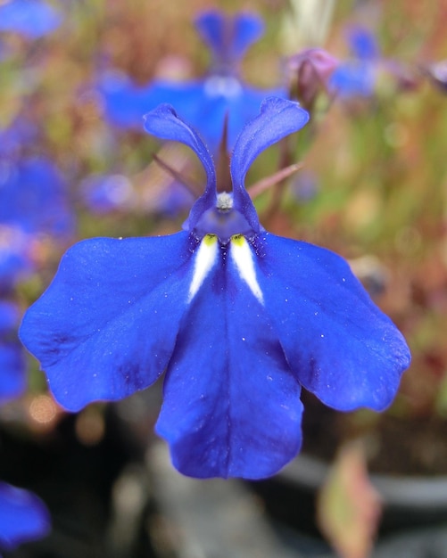 Foto primer plano de una flor azul que crece al aire libre