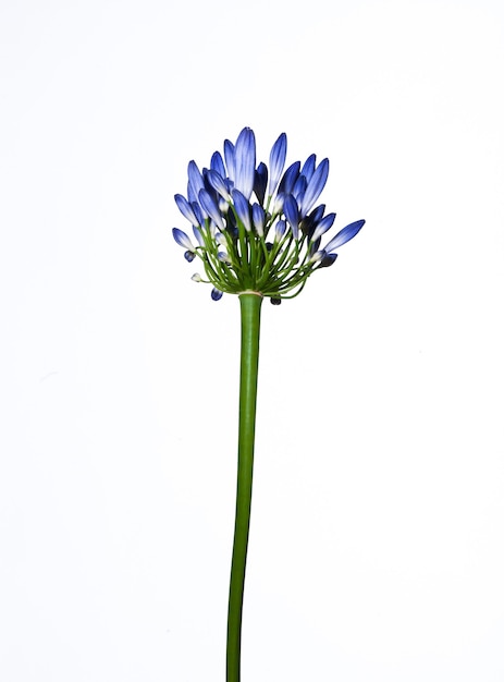 Primer plano de una flor azul sobre un fondo blanco