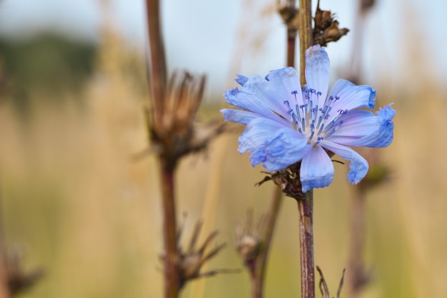 Primer plano de una flor azul en un tallo seco en el campo, copiar y pegar