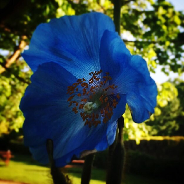 Foto primer plano de la flor azul