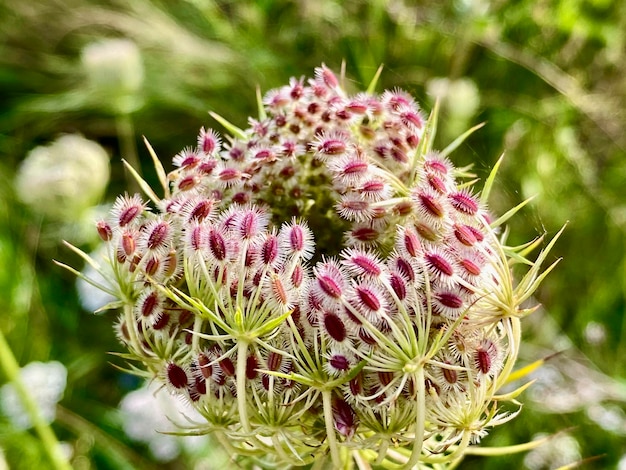 Foto un primer plano de la flor de la bardana arctium lappa