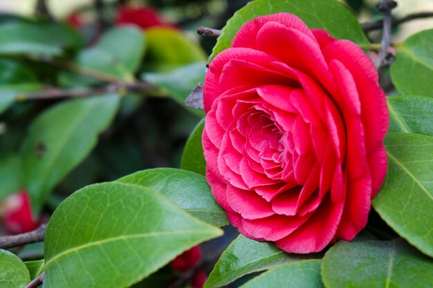 Un primer plano de la flor de la begonia roja