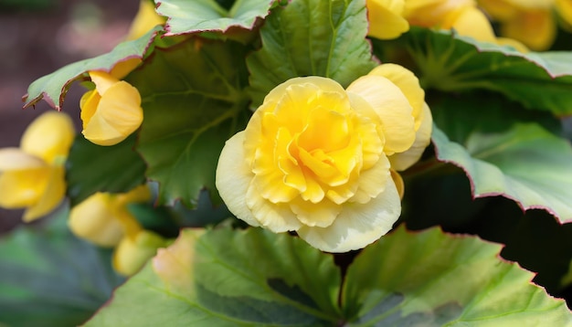 Primer plano de la flor blanca de Begonia que florece en el jardín