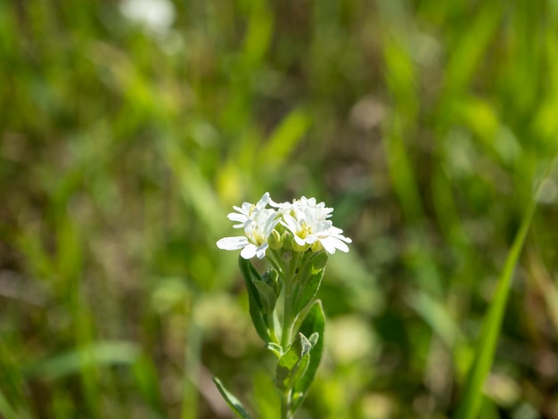 Primer plano de una flor blanca Canosa Alyssum en un día claro. fondo borroso, enfoque selectivo