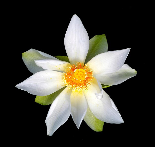 Primer plano de una flor blanca contra un fondo negro