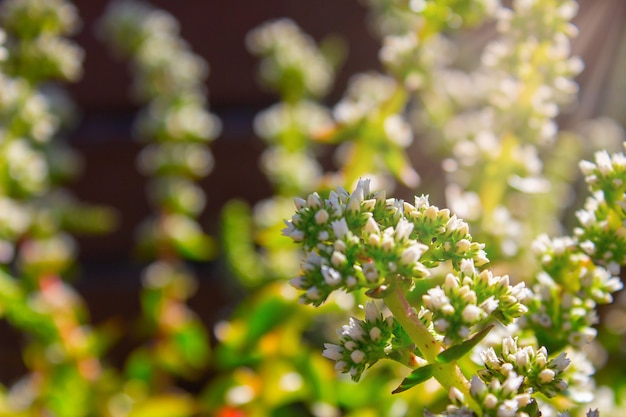 Primer plano de flor blanca en un día soleado