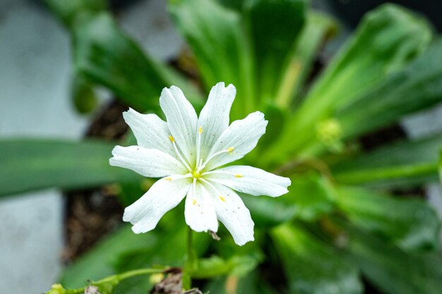 Primer plano de flor blanca con fondo de hoja verde, enfoque selectivo.