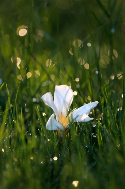 primer plano de flor blanca en la hierba de la mañana