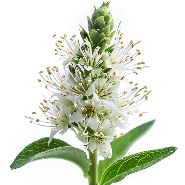 Foto primer plano de una flor blanca con hojas verdes aisladas sobre un fondo blanco