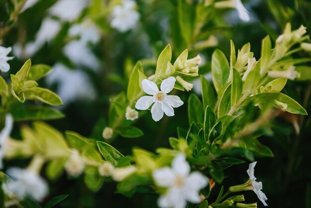 Un primer plano de una flor blanca con hojas verdes