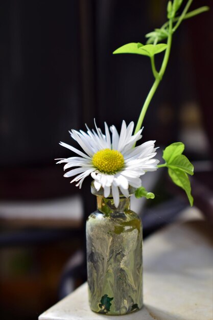 Foto primer plano de una flor blanca en un jarrón en la mesa