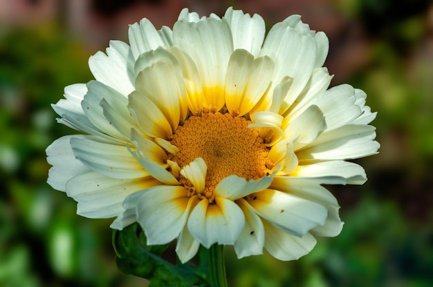 Primer plano de una flor blanca en una planta