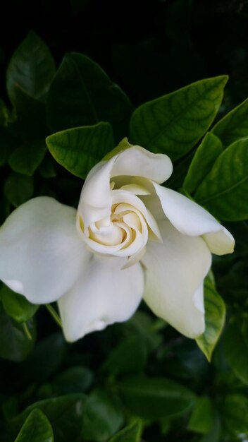 Foto primer plano de una flor blanca que florece al aire libre