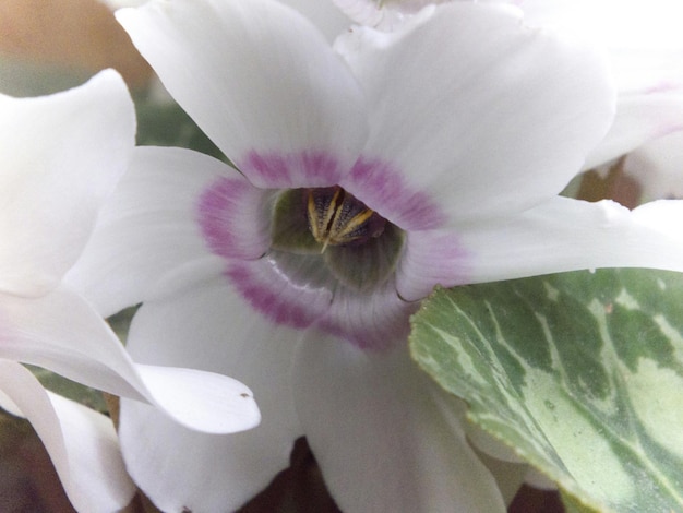 Primer plano de una flor blanca que florece al aire libre