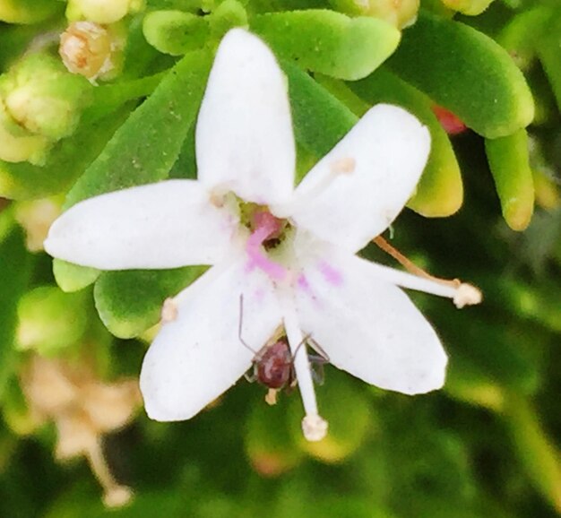 Foto primer plano de una flor blanca que florece en el parque