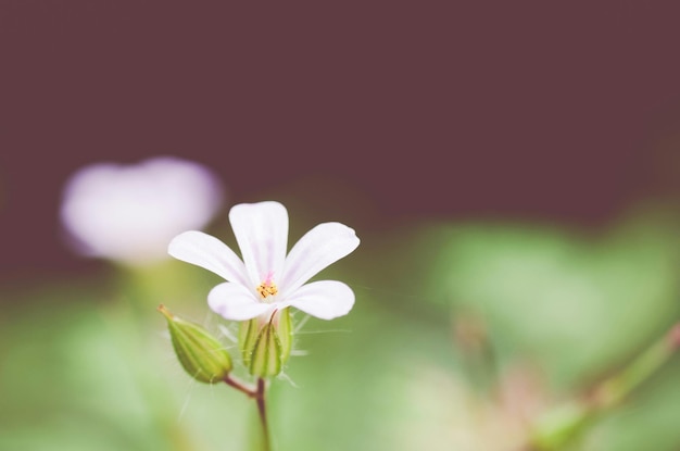 Foto primer plano de una flor blanca que florece en el parque