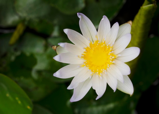 Primer plano de una flor blanca que florece en el parque