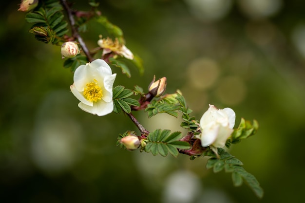 Un primer plano de una flor blanca que florece en una rama verde