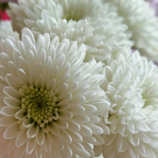 Foto primer plano de una flor blanca
