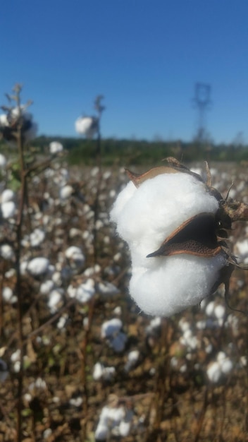 Foto primer plano de una flor blanca