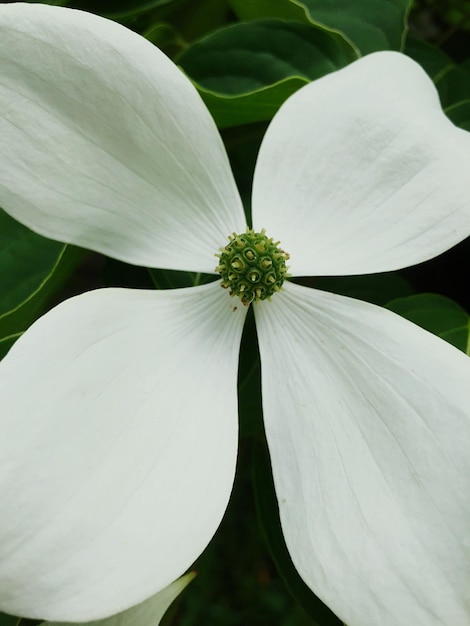 primer plano, de, flor blanca