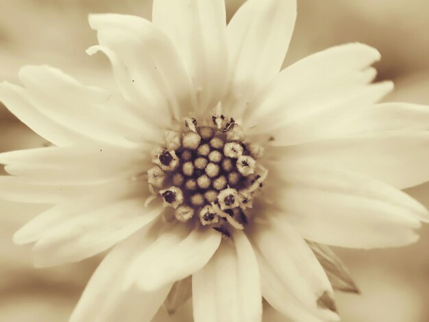 Foto primer plano de una flor blanca