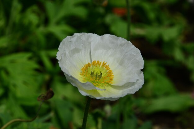 Foto primer plano de una flor blanca