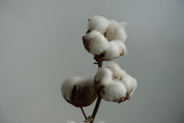 Primer plano de una flor blanca