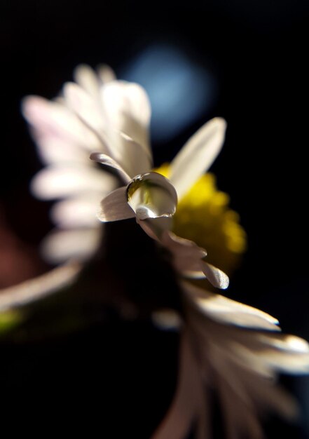 Foto primer plano de una flor blanca