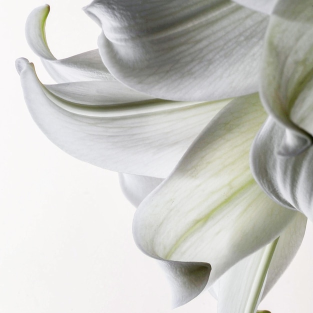 Foto primer plano de una flor blanca