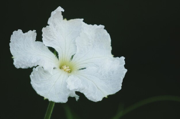 Foto primer plano de una flor blanca