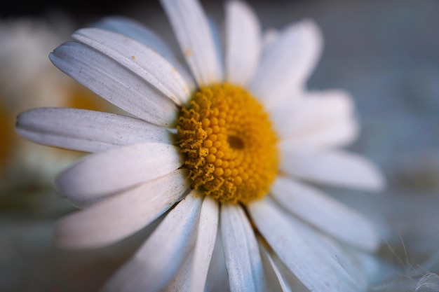 Primer plano de una flor blanca