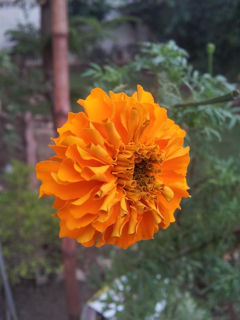 Foto primer plano de una flor blanca