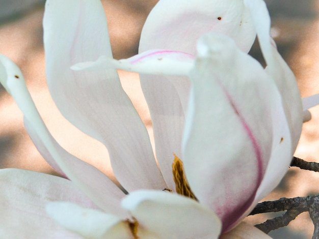 Primer plano de una flor blanca