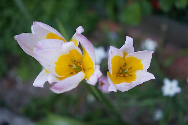 Foto primer plano de una flor blanca