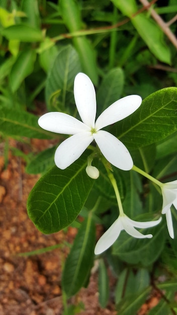 Foto primer plano de una flor blanca