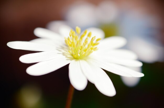 Foto primer plano de una flor blanca