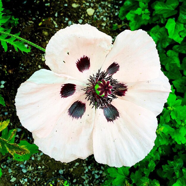 Foto primer plano de una flor blanca