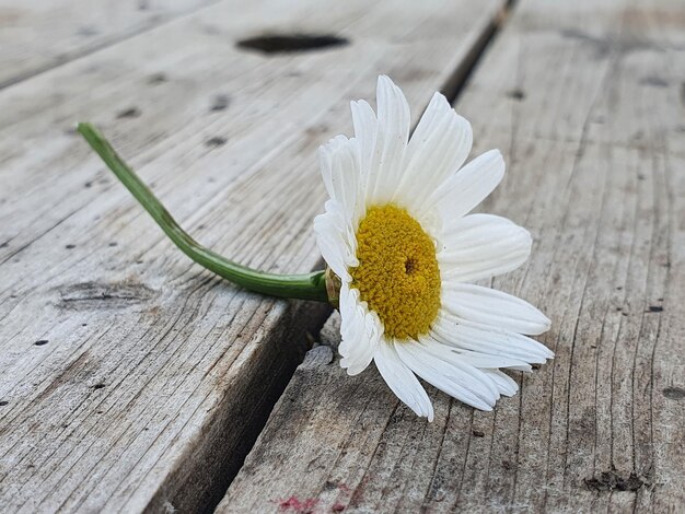 Primer plano de la flor blanca