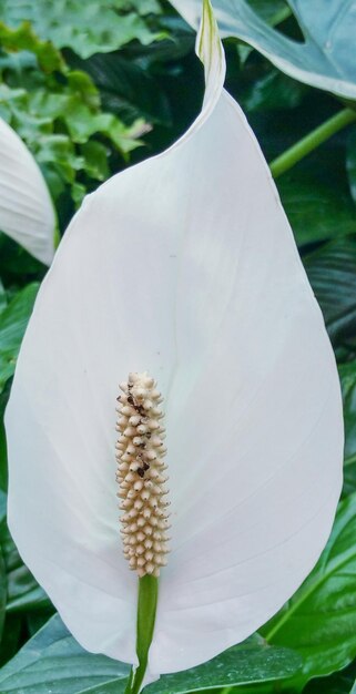 Un primer plano de una flor blanca