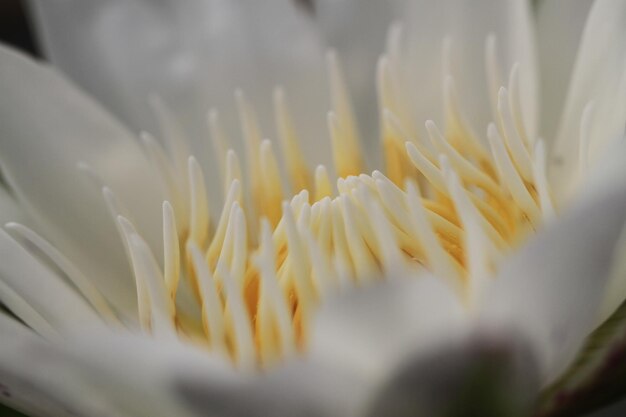 Foto primer plano de la flor blanca