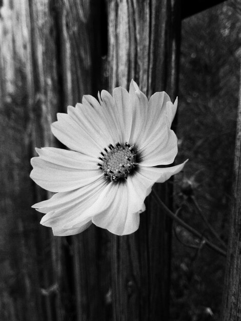 Foto primer plano de una flor blanca