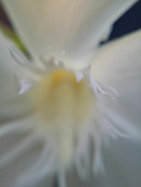 Foto primer plano de la flor blanca