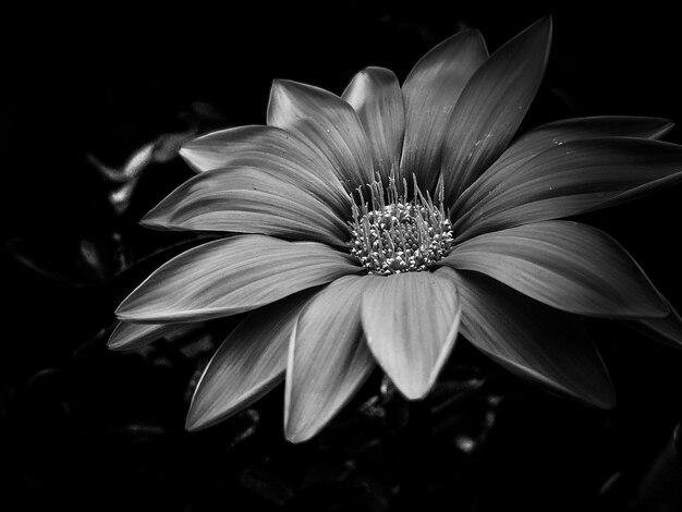 Foto primer plano de una flor blanca