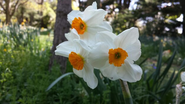 Primer plano de una flor blanca