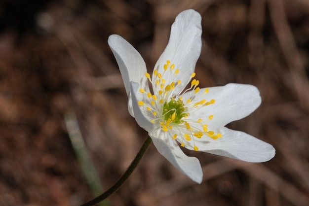 Primer plano de la flor blanca