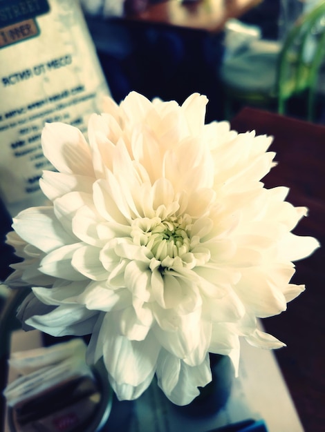 Foto primer plano de una flor blanca