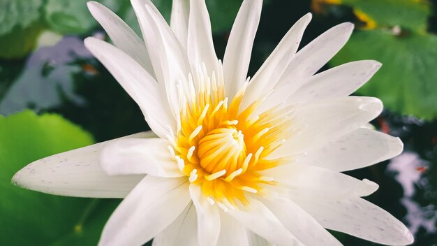 Primer plano de una flor blanca