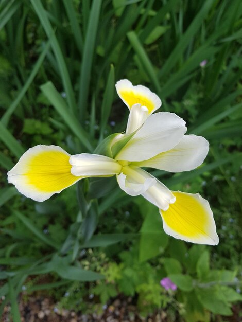 Foto primer plano de una flor blanca