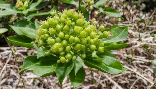 un primer plano de una flor con brotes en ella